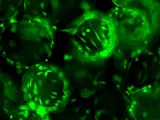 IamFluidics Dissolvable Microcarriers