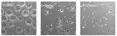Rapid dissolving DMC microcarriers